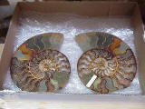 Ammonit Paar